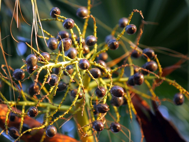 4 thành phần vàng của Aromase Herbal Cooling Spray giảm nhờn ngứa, ngăn rụng tóc 2